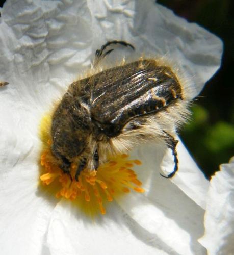 Réf. 318 040 : Tropinota sp.