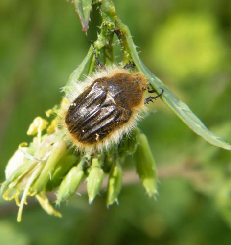 Tropinota squalida