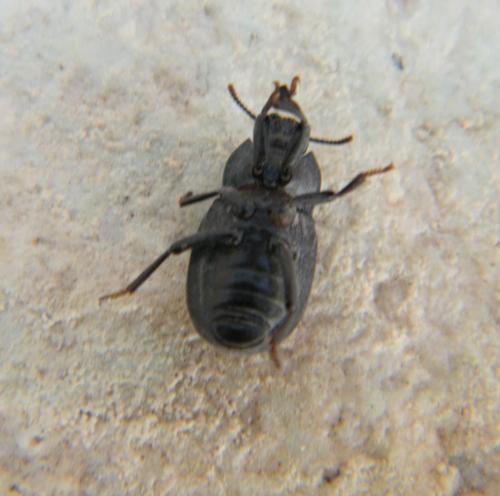 Bioplanes meridionalis