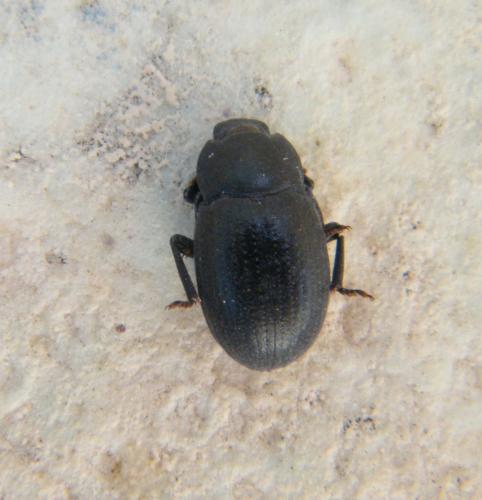 Bioplanes meridionalis
