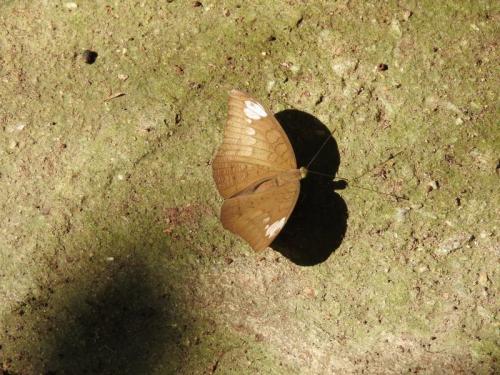 Réf. 318 473 : Tanaecia julii