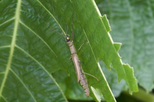 Orthomeria sp.