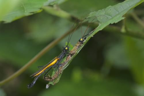 Réf. 318 095 : Orthomeria sp.