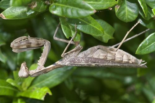 Hierodula sp.