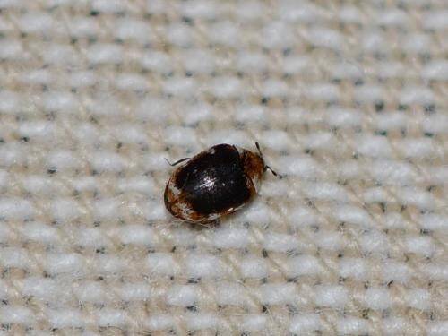 Anthrenus sp.