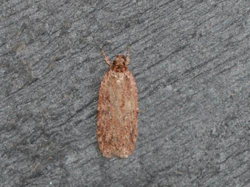 Réf. 318 996 : Agonopterix sp.