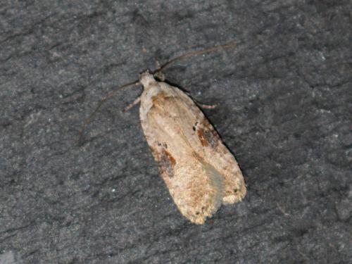 Réf. 318 994 : Agonopterix alstromeriana