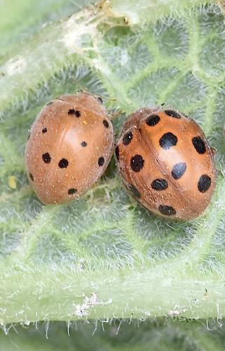 Henosepilachna sp.