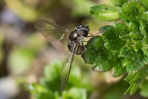 Réf. 318 287 : Meliscaeva auricollis