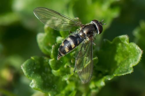 Réf. 318 286 : Meliscaeva auricollis