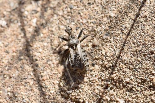 Réf. 318 633 : Coranus sp.