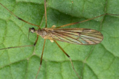 Rhypholophus sp.