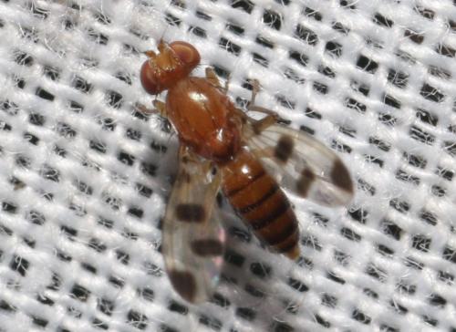Réf. 318 779 : Geomyza tripunctata