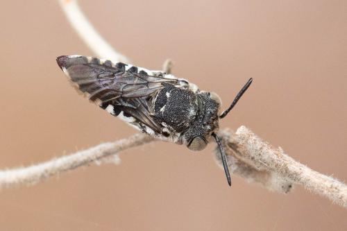 Réf. 318 020 : Coelioxys afra