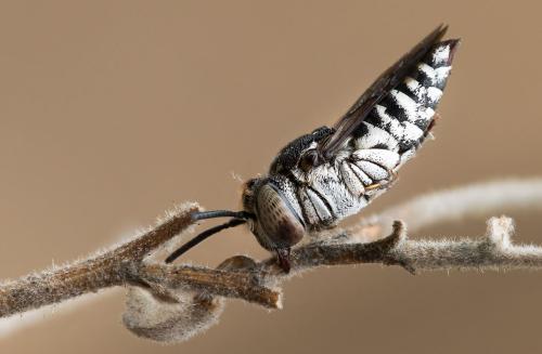 Réf. 318 022 : Coelioxys afra
