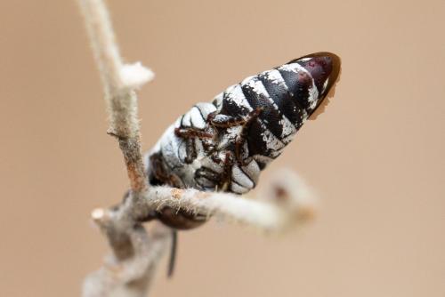 Réf. 318 021 : Coelioxys afra