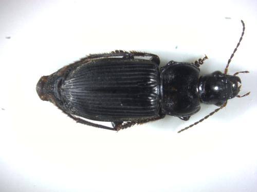 Réf. 318 070 : Anisodactylus sp.