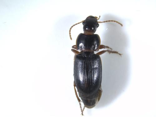 Réf. 318 067 : Harpalus sp.