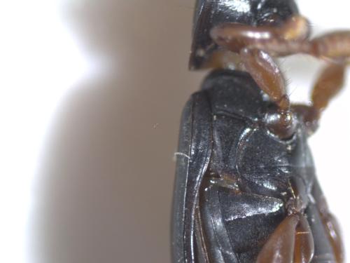 Réf. 318 069 : Harpalus sp.