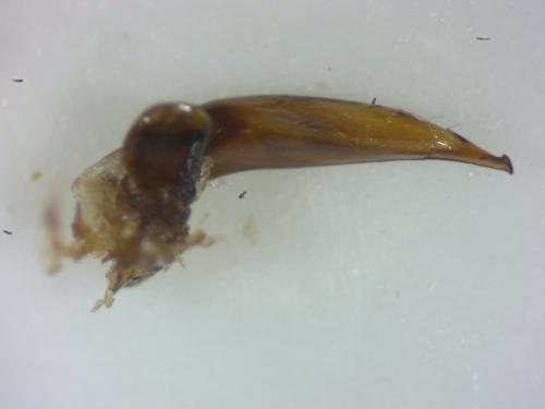 Harpalus sp.