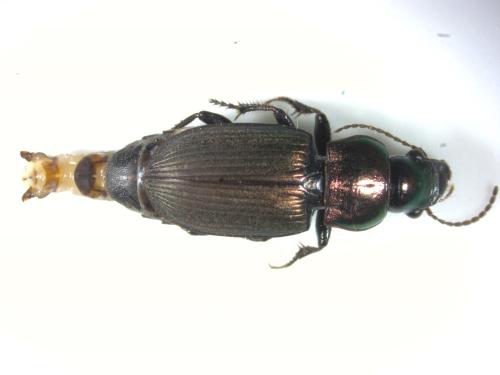 Réf. 318 066 : Harpalus distinguendus