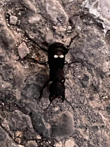 Ocypus sp.
