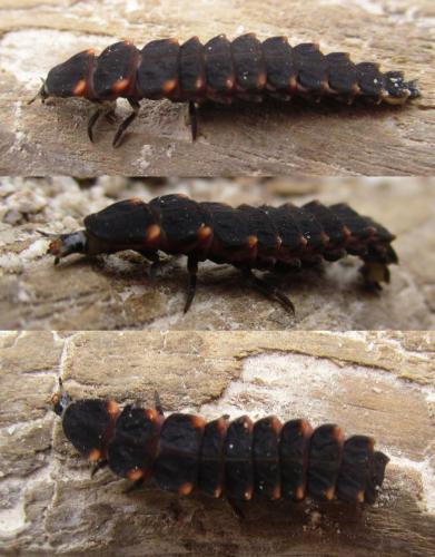 Lampyris noctiluca