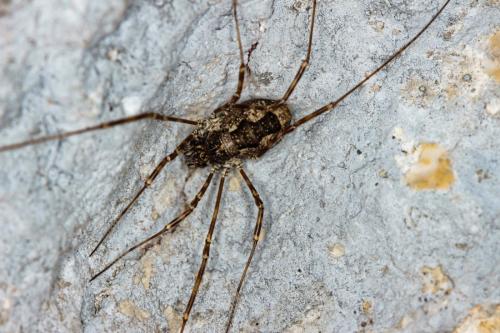 Megabunus vignai