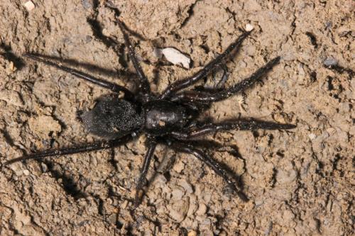Gnaphosa sp.