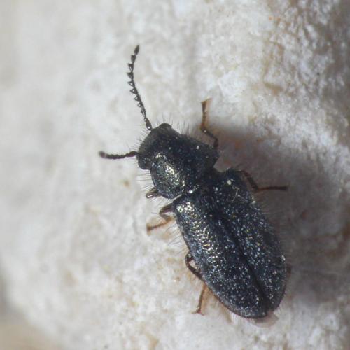 Aplocnemus sp.
