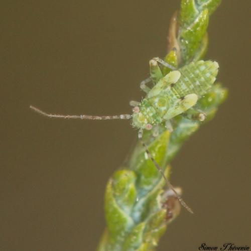 Camptotylus yersini