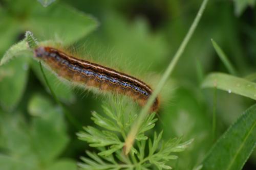 Malacosoma sp.