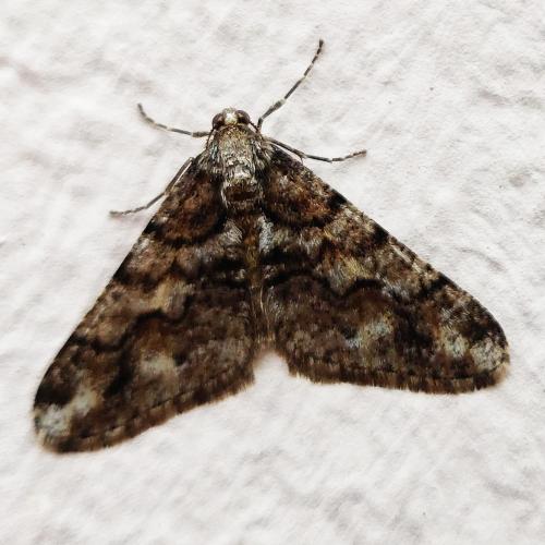 Agriopis leucophaearia