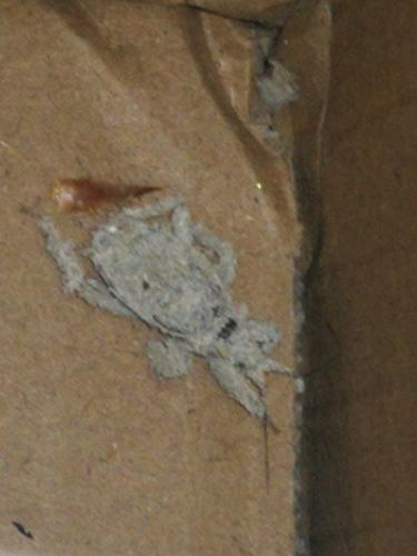 Reduvius personatus