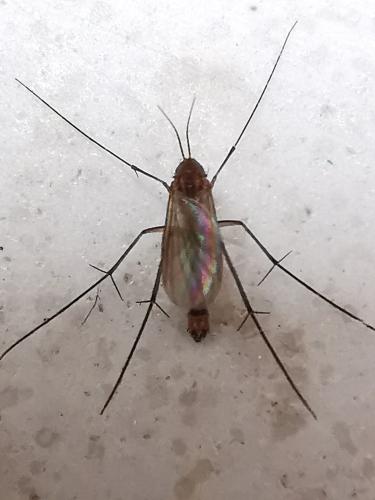 Rymosia fasciata