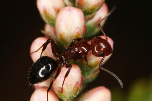 Réf. 318 007 : Camponotus lateralis