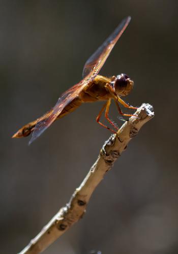 Réf. 318 313 : Libellula saturata