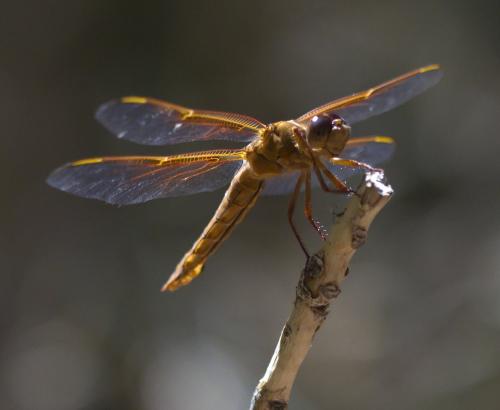 Réf. 318 309 : Libellula saturata
