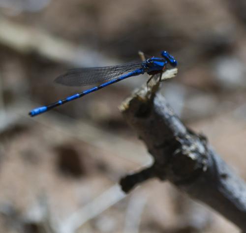 Argia vivida