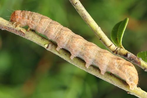 Papestra biren