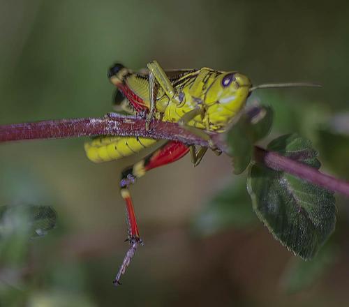 Réf. 318 814 : Arcyptera fusca
