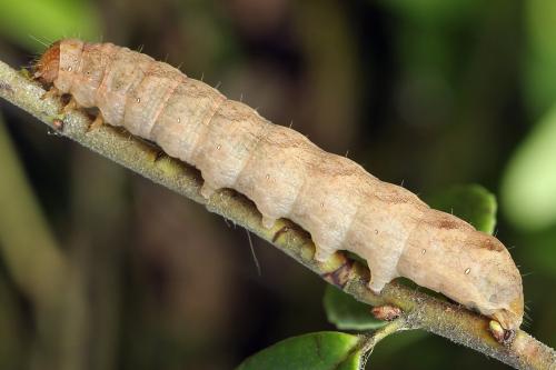 Papestra biren