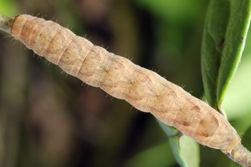 Papestra biren
