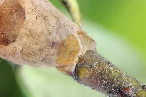 Papestra biren