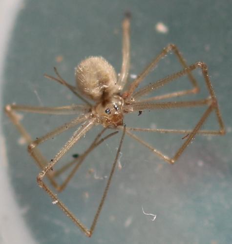 Réf. 318 217 : Spermophora senoculata