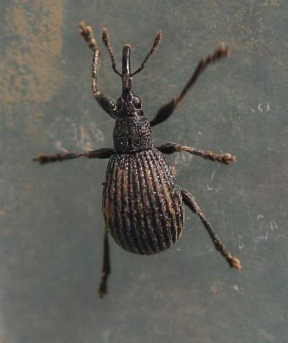 Pirapion immune