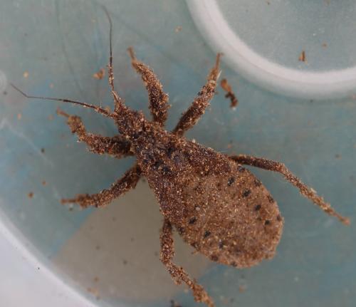 Reduvius personatus