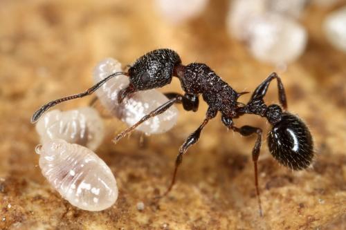Réf. 318 078 : Temnothorax formosus