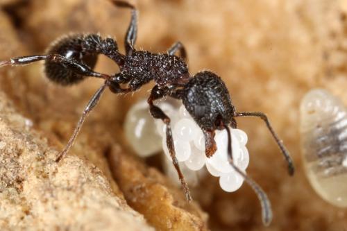 Réf. 318 097 : Temnothorax formosus