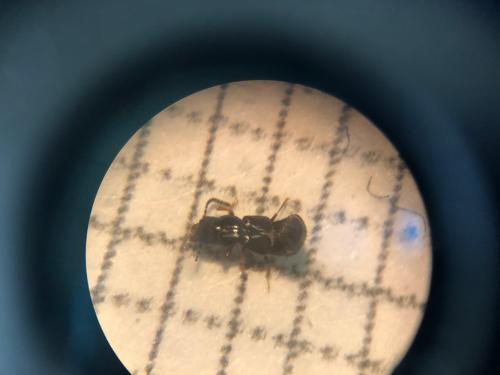 Réf. 318 058 : Platystethus sp.